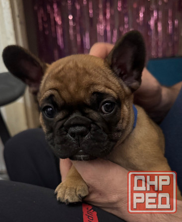 Французский бульдог щенок ( девочки) Донецк - изображение 4