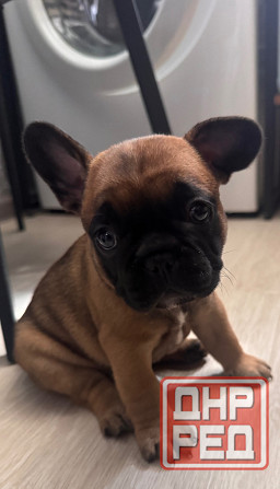 Французский бульдог щенок ( девочки) Донецк - изображение 5