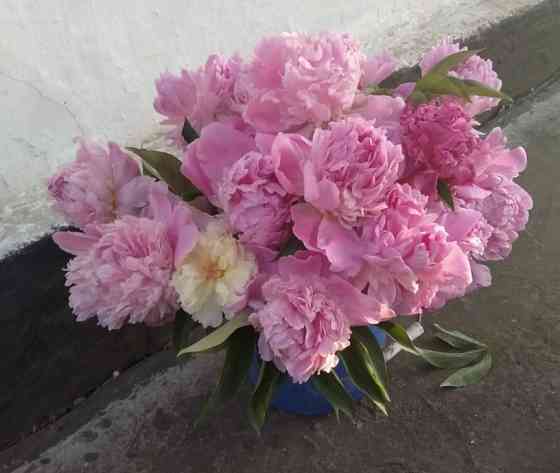 Пионы оптом и в розницу Макеевка