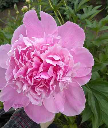 Пионы оптом и в розницу Макеевка