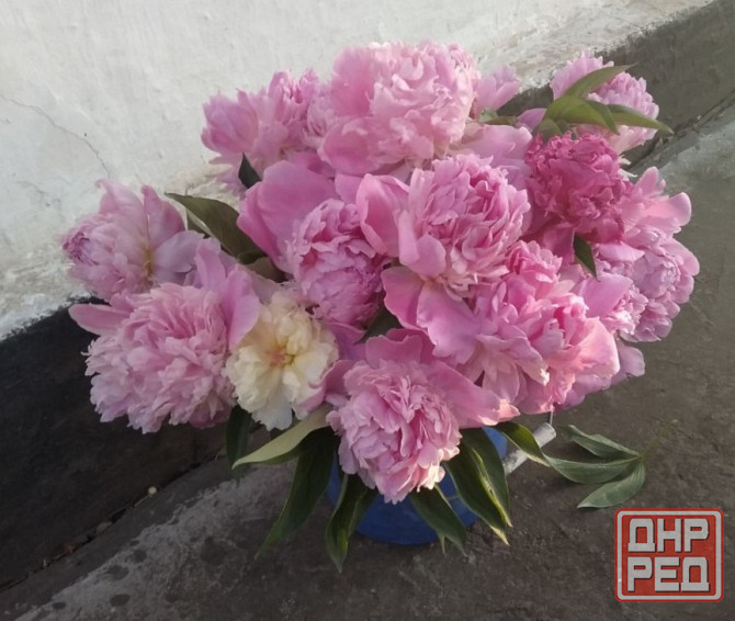 Пионы оптом и в розницу Макеевка - изображение 2