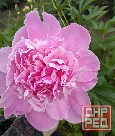 Пионы оптом и в розницу Макеевка - изображение 1