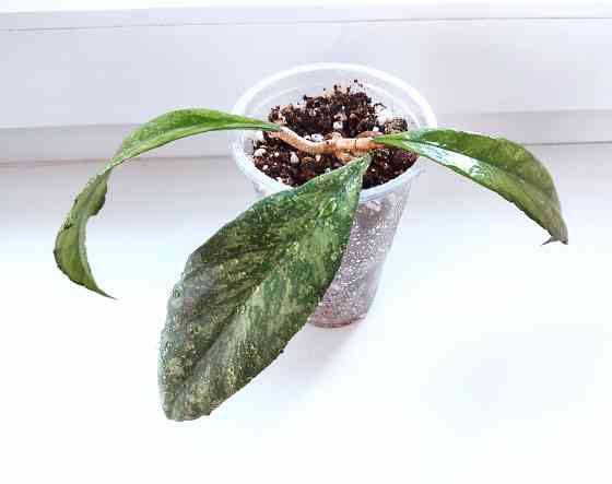 Хойя Hoya sp. Chicken Farm splash (Швеция) Макеевка