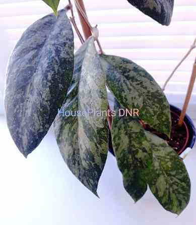 Хойя Hoya sp. Chicken Farm splash (Швеция) Макеевка