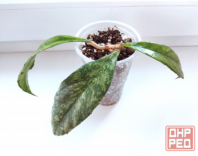 Хойя Hoya sp. Chicken Farm splash (Швеция) Макеевка - изображение 2