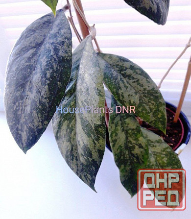 Хойя Hoya sp. Chicken Farm splash (Швеция) Макеевка - изображение 1