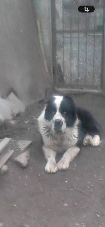 Продам породистых щенков Донецк