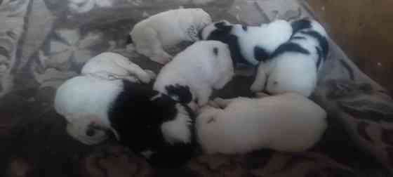 Продам породистых щенков Донецк