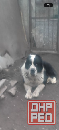 Продам породистых щенков Донецк - изображение 1