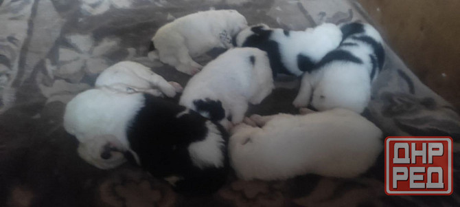 Продам породистых щенков Донецк - изображение 2