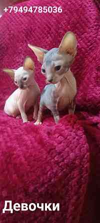 Сфинкс девочки Донецк