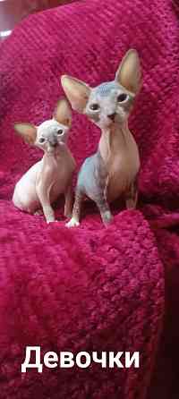 Сфинкс девочки Донецк