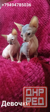 Сфинкс девочки Донецк - изображение 2