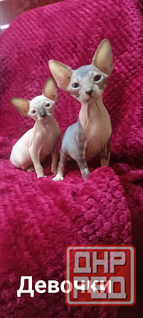 Сфинкс девочки Донецк - изображение 1