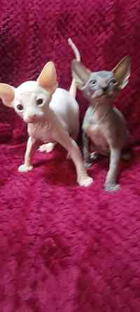 Сфинкс мальчики Донецк