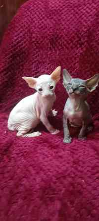 Сфинкс мальчики Донецк