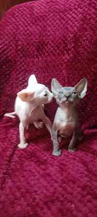 Сфинкс мальчики Донецк