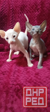 Сфинкс мальчики Донецк - изображение 2