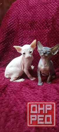 Сфинкс мальчики Донецк - изображение 3