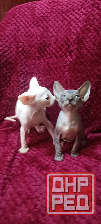 Сфинкс мальчики Донецк - изображение 1