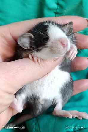 Дамбо девочка окрас хаски Луганск