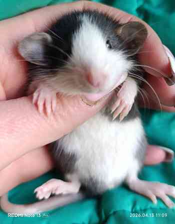 Дамбо девочка окрас хаски Луганск