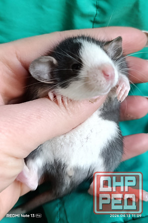 Дамбо девочка окрас хаски Луганск - изображение 2