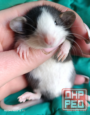 Дамбо девочка окрас хаски Луганск - изображение 1