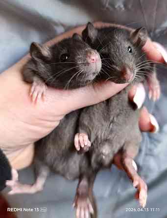 Крысята мальчики стандарт Донецк