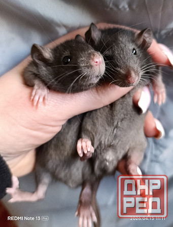 Крысята мальчики стандарт Донецк - изображение 1