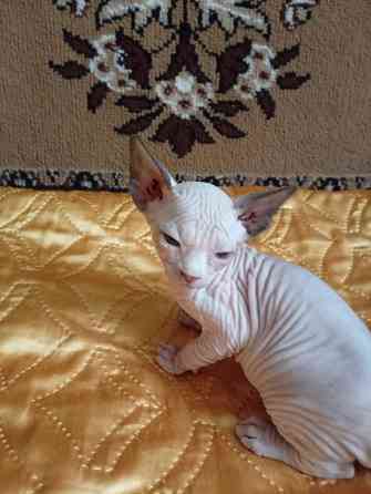 Продажа котят канадского сфинкса Макеевка