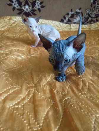 Продажа котят канадского сфинкса Макеевка