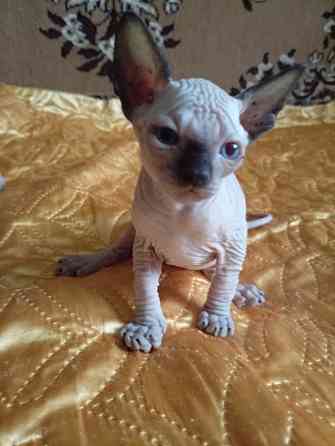 Продажа котят канадского сфинкса Макеевка