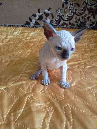 Продажа котят канадского сфинкса Макеевка