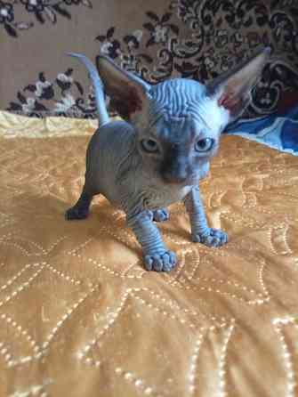 Продажа котят канадского сфинкса Макеевка