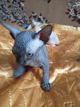 Продажа котят канадского сфинкса Макеевка