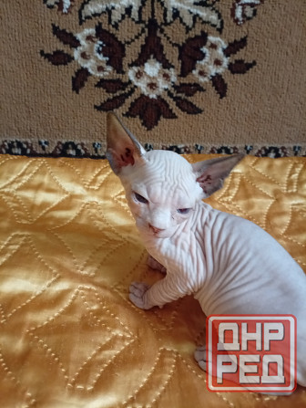 Продажа котят канадского сфинкса Макеевка - изображение 6