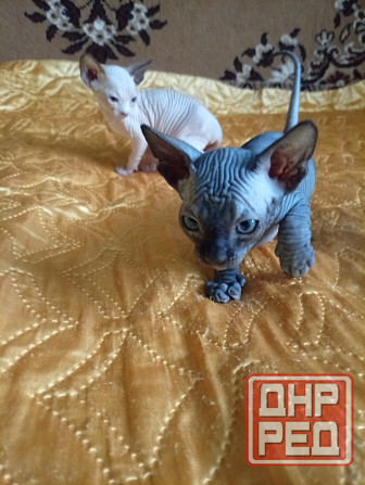Продажа котят канадского сфинкса Макеевка - изображение 4