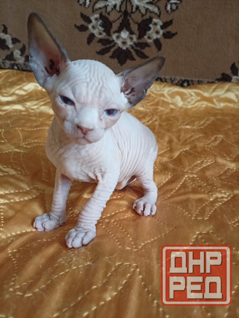 Продажа котят канадского сфинкса Макеевка - изображение 7