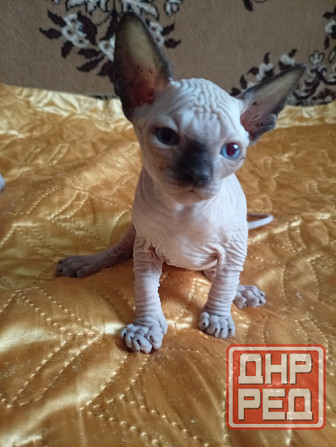 Продажа котят канадского сфинкса Макеевка - изображение 3