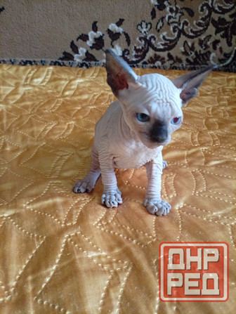 Продажа котят канадского сфинкса Макеевка - изображение 5