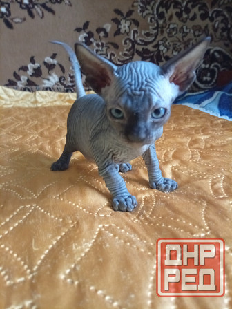 Продажа котят канадского сфинкса Макеевка - изображение 1