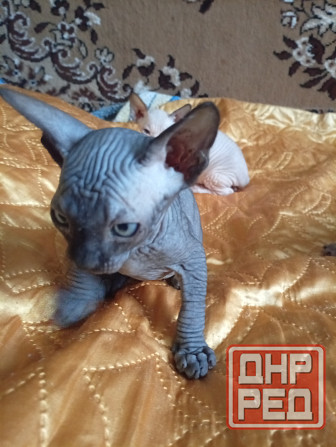 Продажа котят канадского сфинкса Макеевка - изображение 2