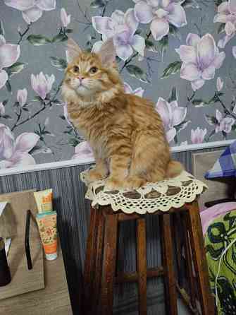 Котики бобтейла Донецк