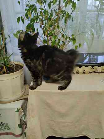 Котики бобтейла Донецк