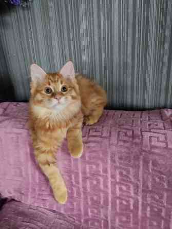 Котики бобтейла Донецк