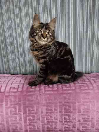 Котики бобтейла Донецк