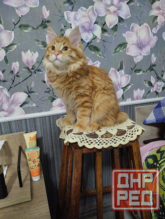 Котики бобтейла Донецк - изображение 3