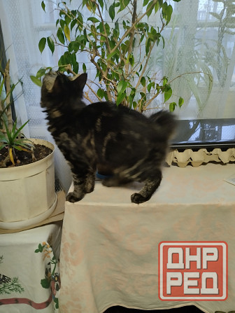 Котики бобтейла Донецк - изображение 4