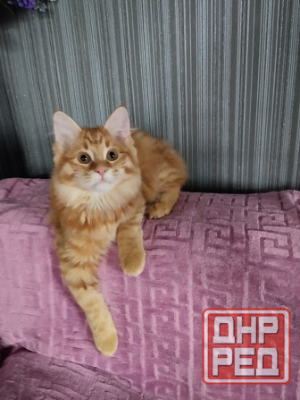 Котики бобтейла Донецк - изображение 1